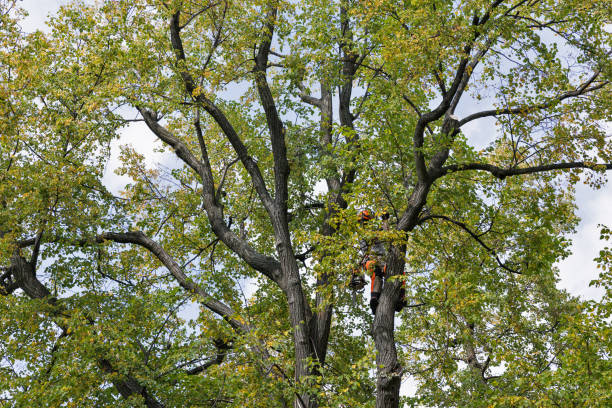 Trusted Northumberland, PA Tree Services Experts